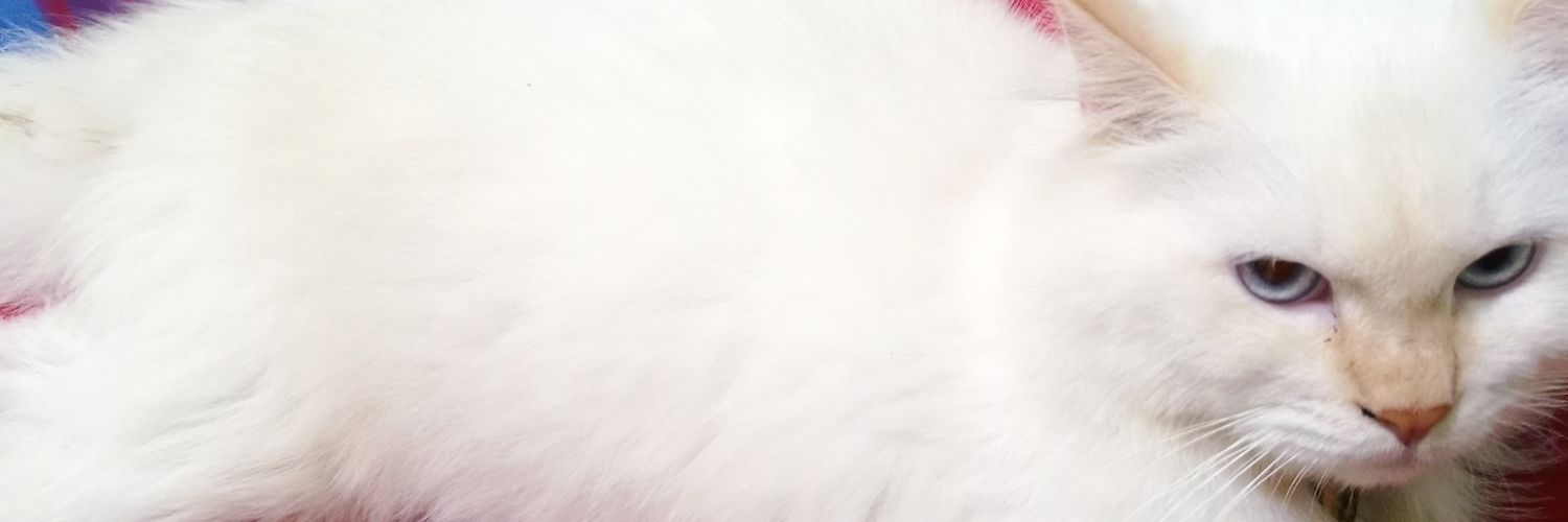 RajaRajayan's profile banner image