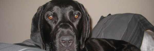 davematt88 Profile Banner