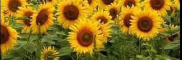InsMller1's profile banner image