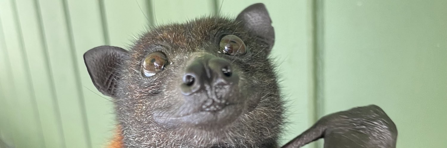 LubeeBatConservancy banner