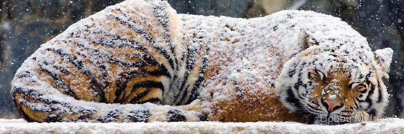 farukkoser's profile banner image