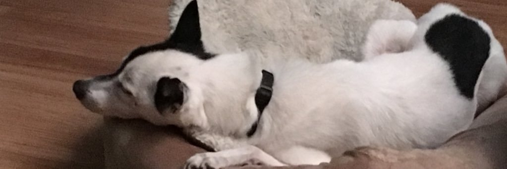 sylviaewing3's profile banner image