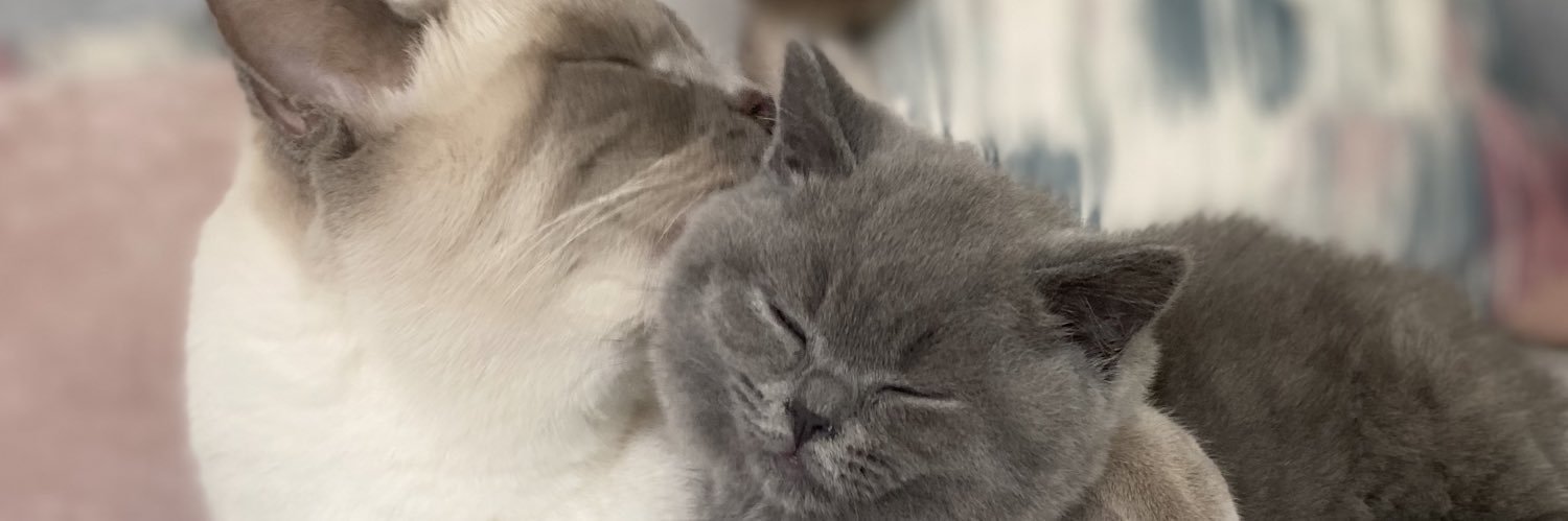 Chloe_Watson_97's profile banner image