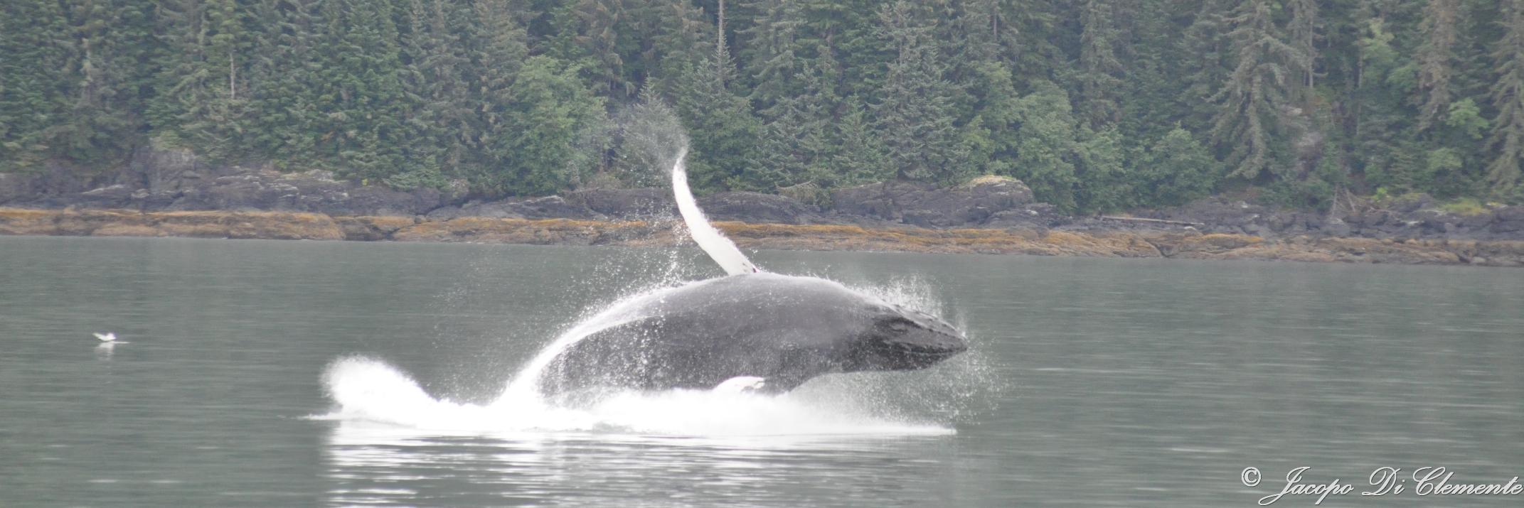 Jacopo Di Clemente banner