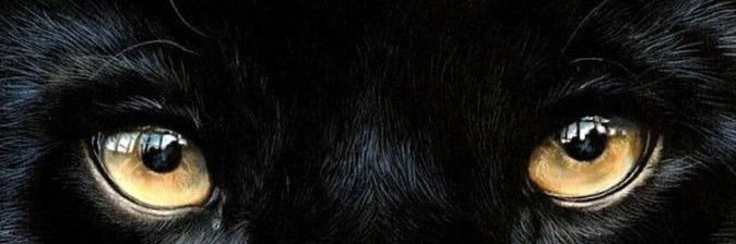 leslenschuck's profile banner image