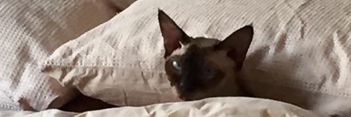 kljspope's profile banner image