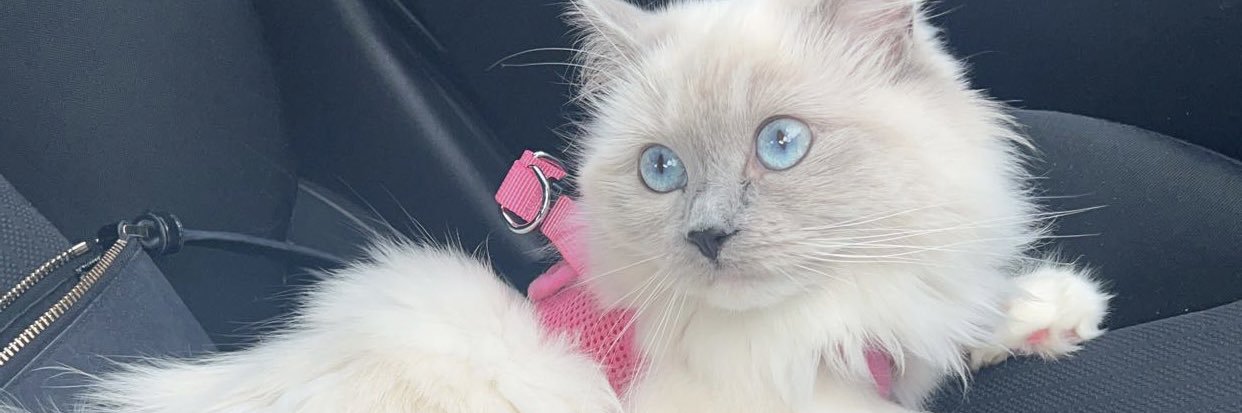 sarajane512's profile banner image
