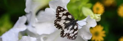 BrocFerguso's profile banner image