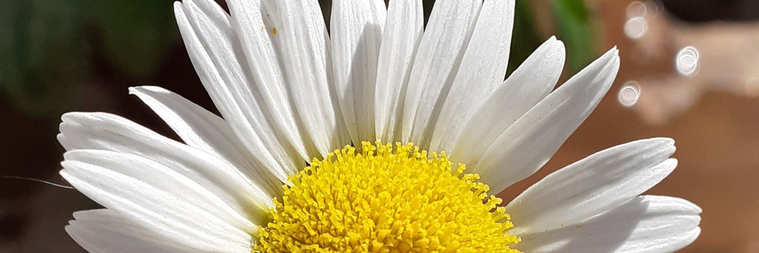 lulebelen_'s profile banner image