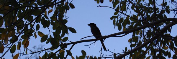 Popsroyale77 Profile Banner