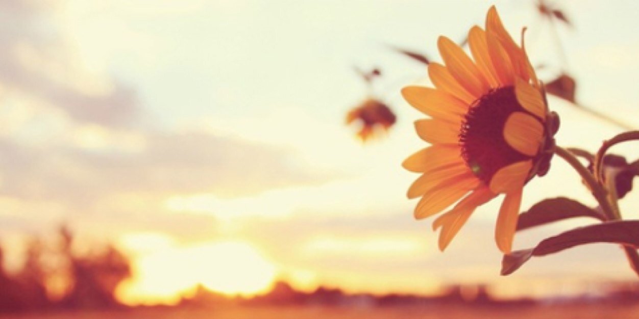 allie_hammer's profile banner image