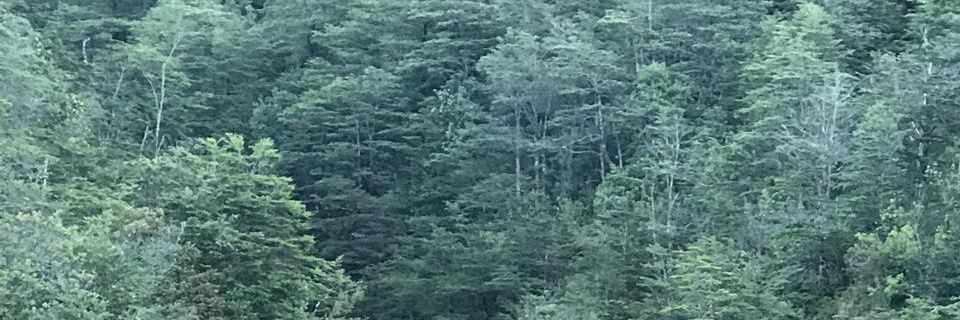 Niccohernandez's profile banner image