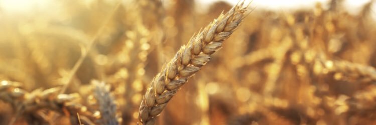 Brianna Boychyn (Vyn) banner