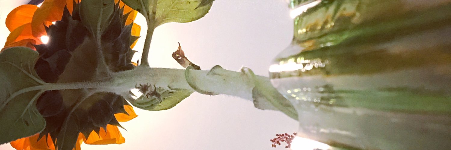 edenwerring's profile banner image