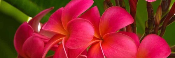 amyable7 Profile Banner