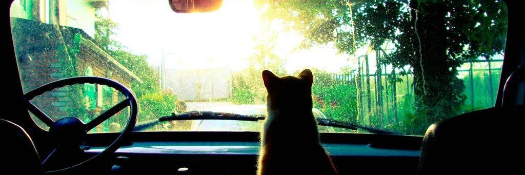 jackieMelows's profile banner image