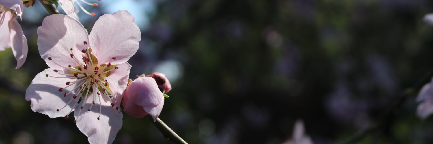 aguiedog's profile banner image