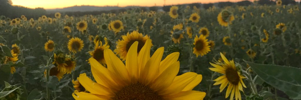 AmandaJester18's profile banner image