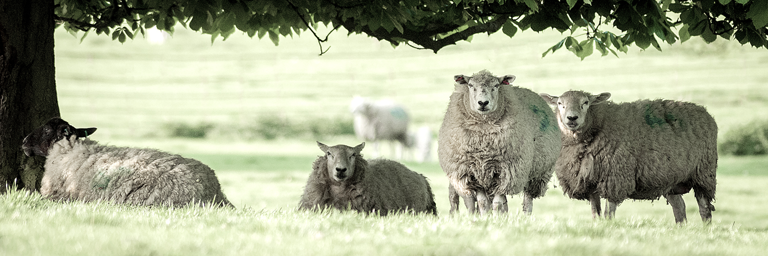 Matt Limb Images banner