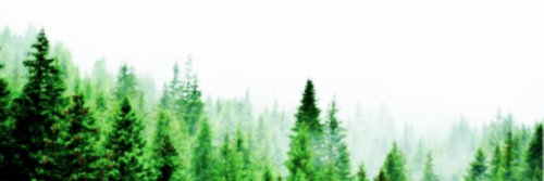 ZachThePigeon's profile banner image