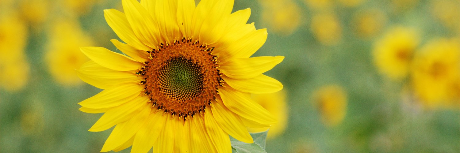 GardenShopSA's profile banner image