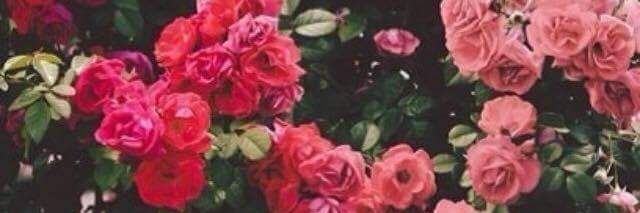 karolPeron's profile banner image