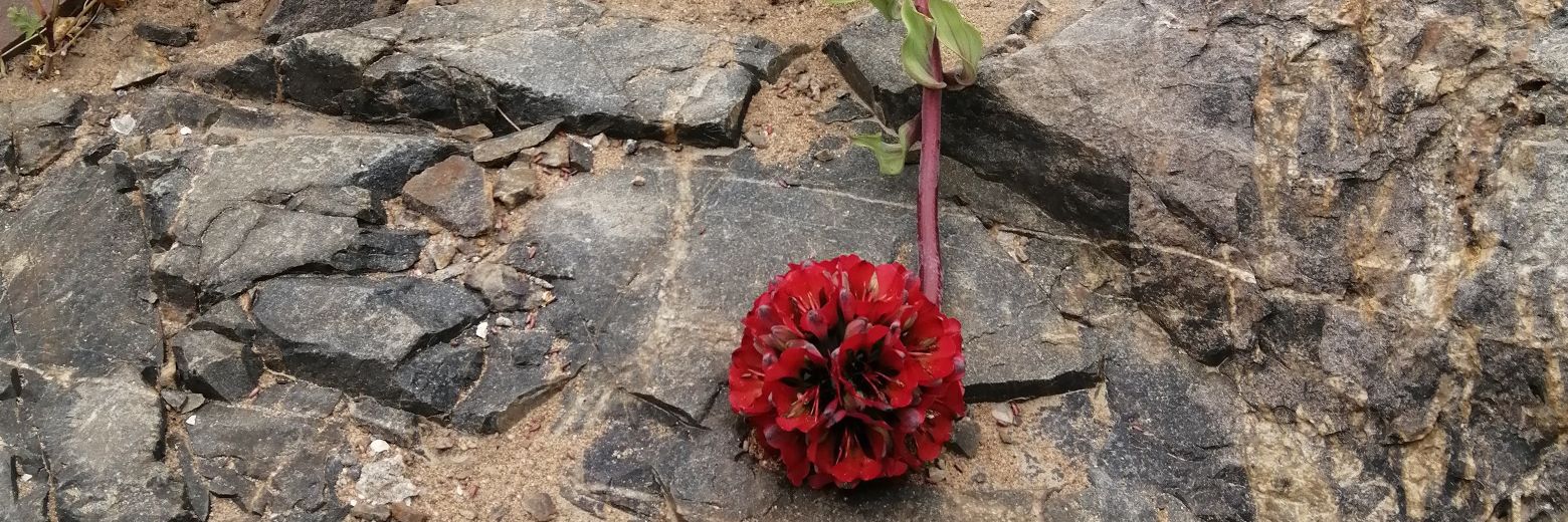 pilychascona's profile banner image