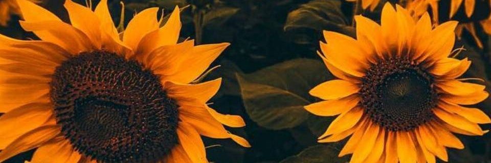 DivyahS's profile banner image