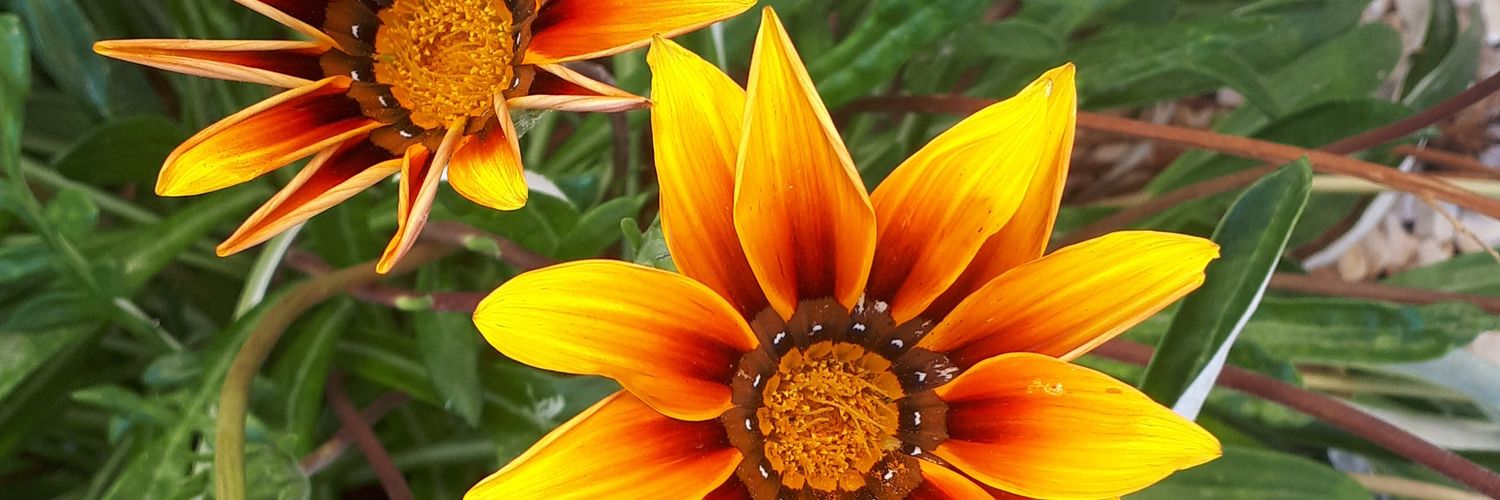 RocioGarvi17's profile banner image