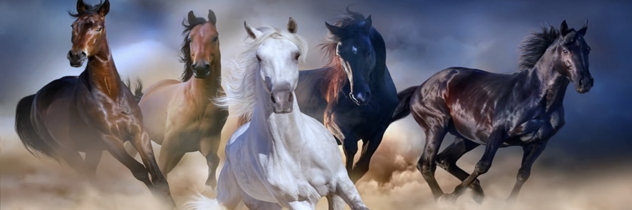 hamadalameri5's profile banner image