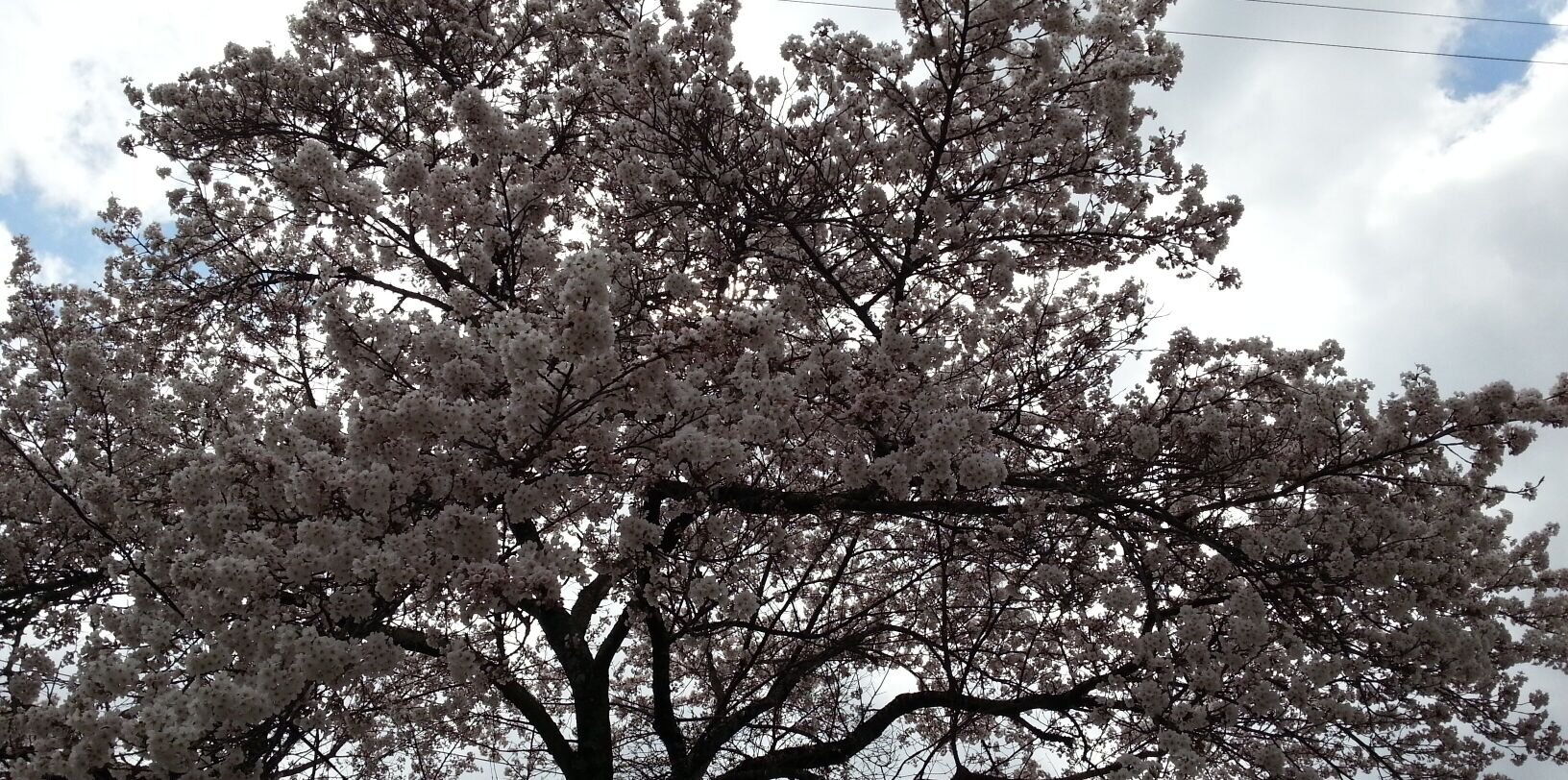 cherry20004's profile banner image