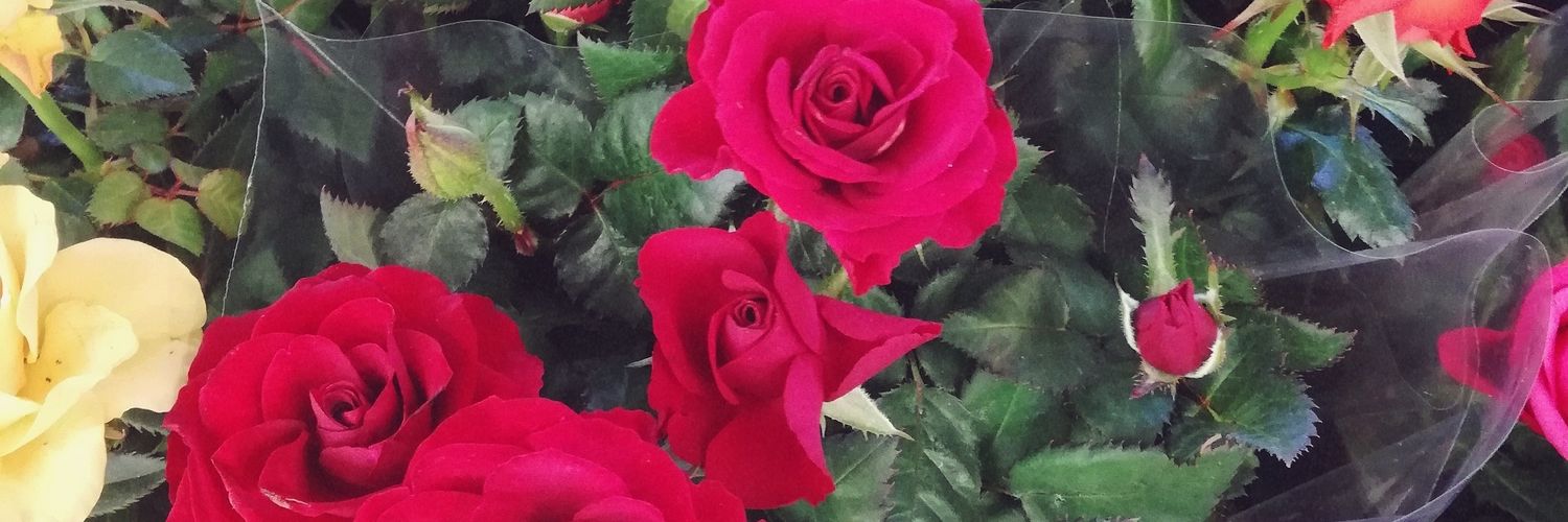 Carmen🌹🌿 banner