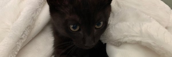 BrentLynch Profile Banner