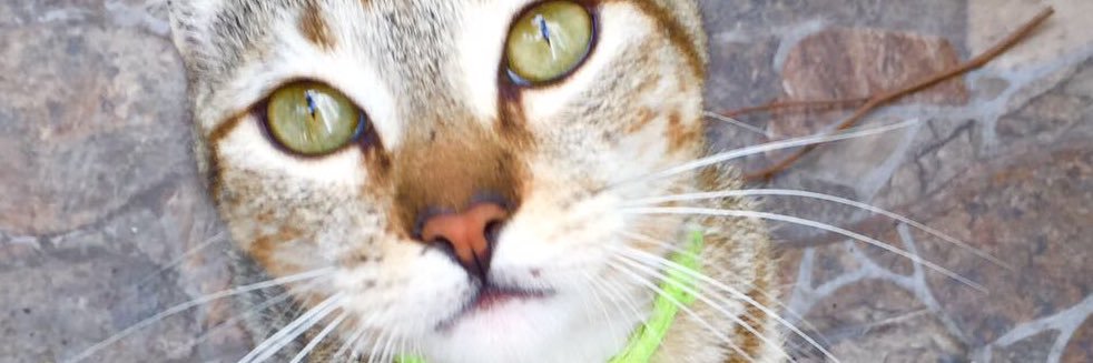 crazycatab's profile banner image