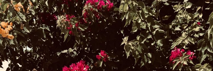 inessaarevalo's profile banner image