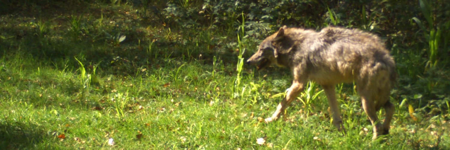 Tim Graveline banner