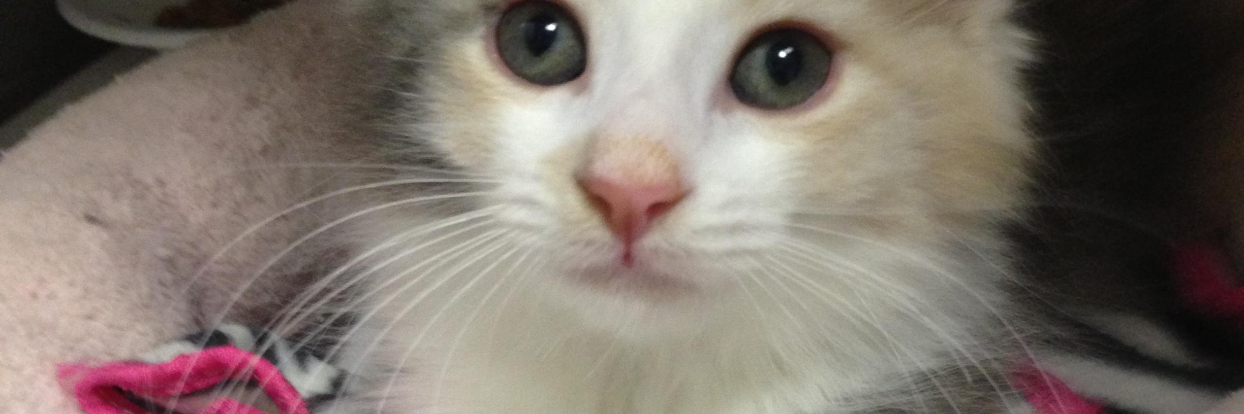 AllAboutSpayNeu's profile banner image