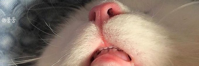 Shhhbelen's profile banner image