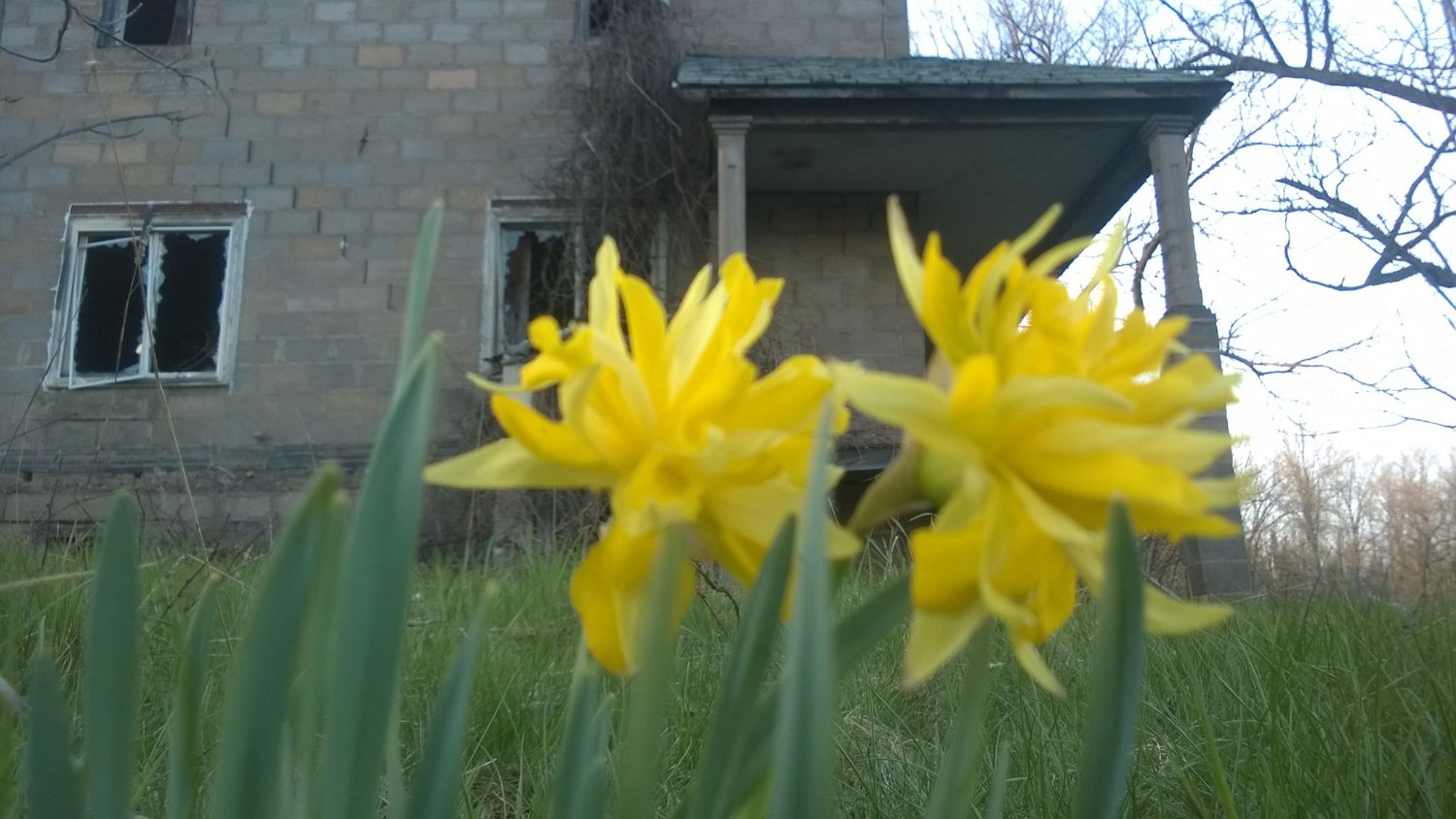 yellowponlilly's profile banner image