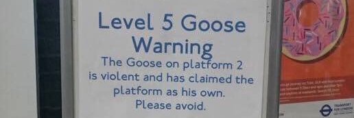 Goose banner
