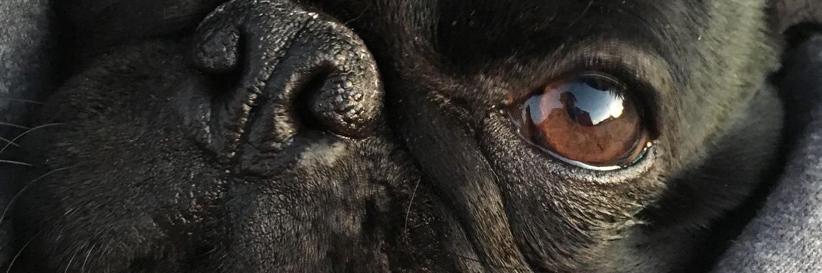 dorlingc09's profile banner image