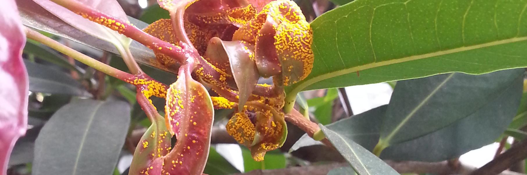 Plant Pathogens (APPS) banner