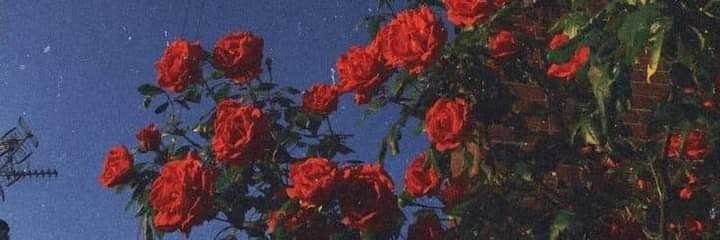 hulypie's profile banner image