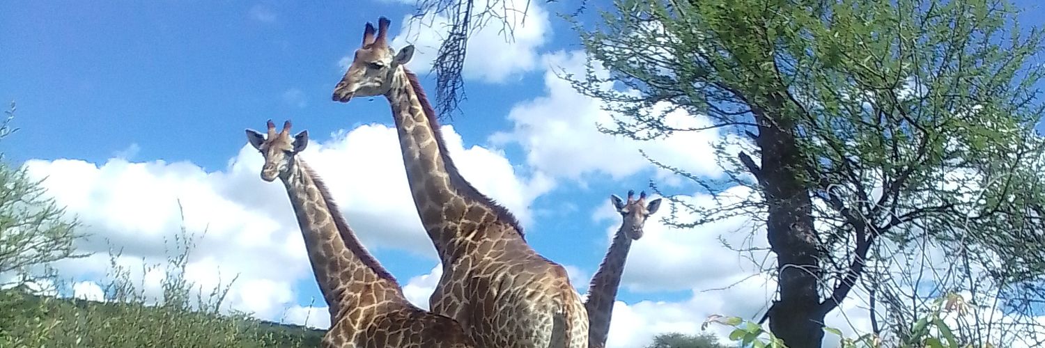 (((stephanie mcvicker))) banner