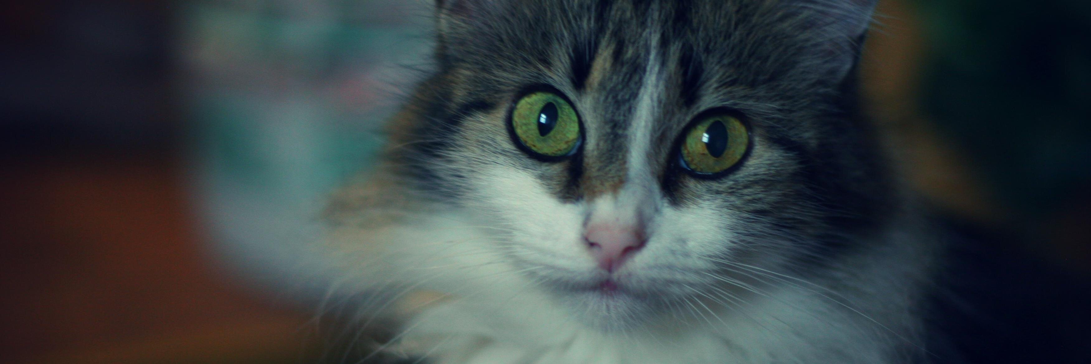 spindzeliite's profile banner image