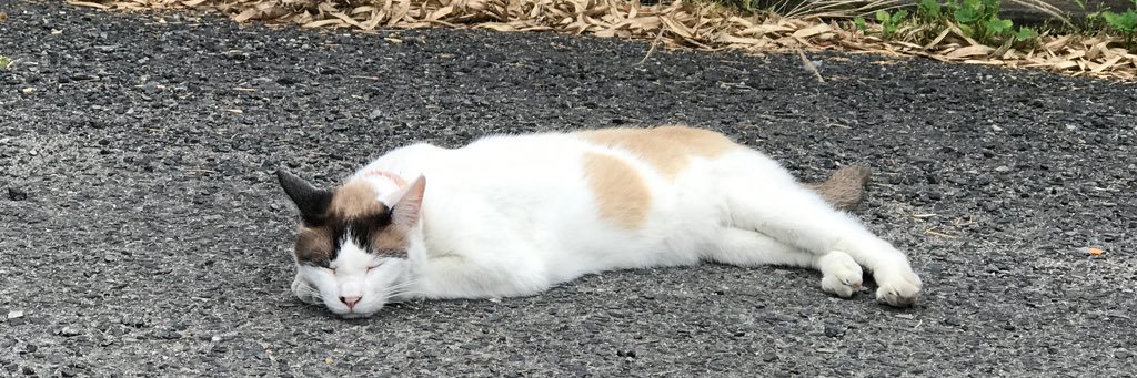 ウエダリョウコ banner