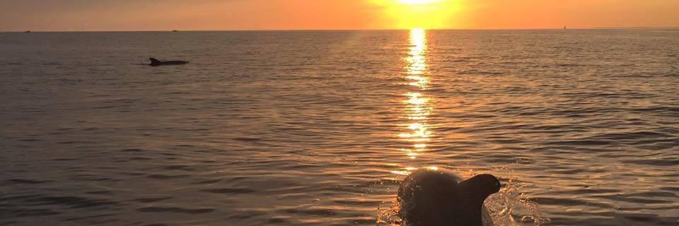 CydBraun's profile banner image