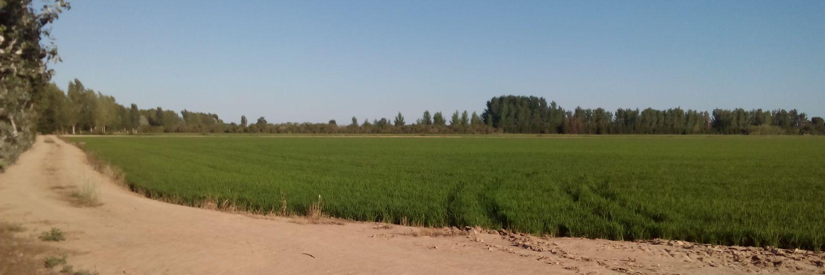 Ferran Torta Navarro banner