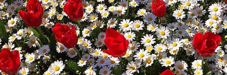 SerenaDeMarchi's profile banner image