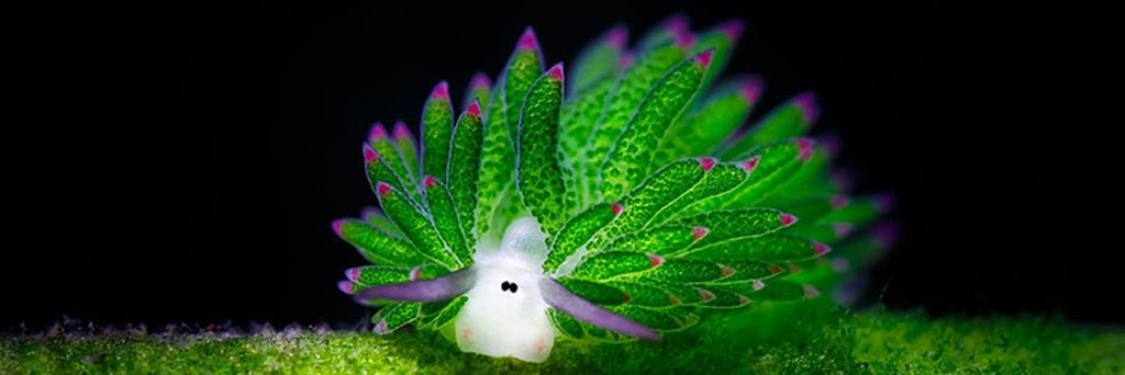 Isabel Martinez Monreal banner